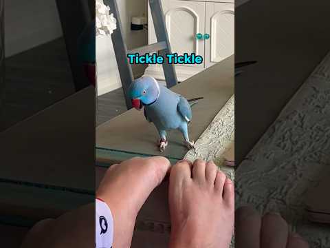 Bloob's out here saying 'tickle tickle,' but his beak is all about that 'nibble nibble' 🤣