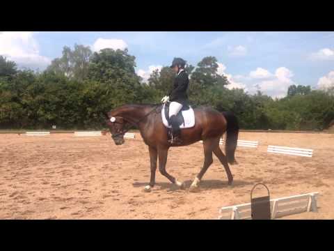 Dressurpferde A das erste mal allein im Viereck :-D Franky-Boy v. Fidertanz  Juli 2014