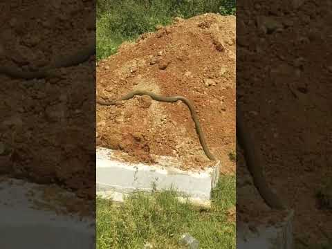 Snake 😳😳 #havu #snake #snakevideo