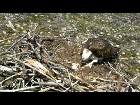 Osprey chicks in Kielder