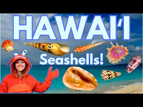 Diving & Beachcombing in Hawaii | Rare Seashells & Marine Life | Cone Shells, Cowries, & Crustaceans