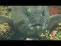 Babyfirst Safari Scrapbook Fish