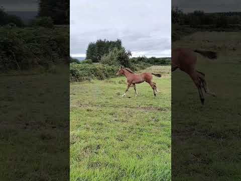 Filly foal half sister to Monart Graduate - Image 2