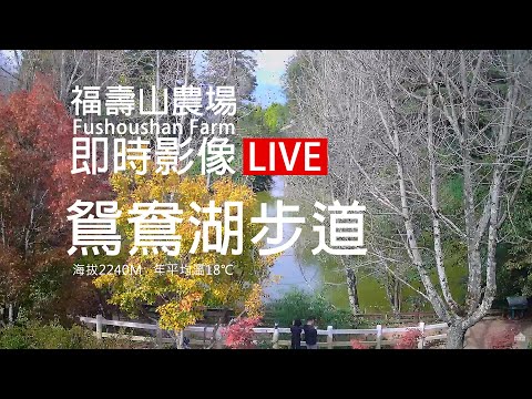 福壽山農場鴛鴦湖步道即時影像