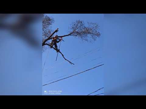 Спил деревьев - фото 1 - id-p6795921