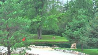 Late Spring in Emmett, Michigan - Deers playing