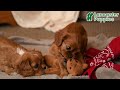Cavalier King Charles Spaniel dogs for sale: Scarlet - Video 1