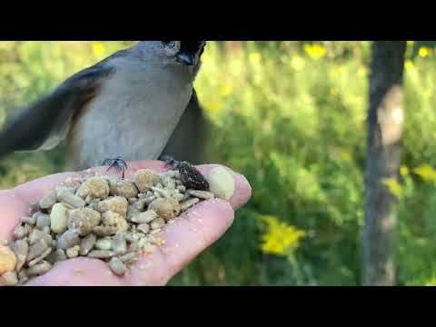 Hand-feeding Birds in Slow Mo - Tufted Titmice