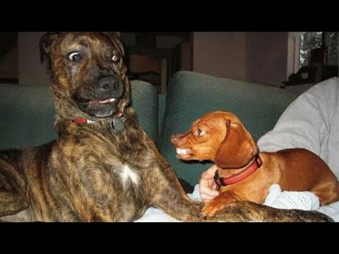 Un grand chien hilarant a une rencontre avec un chiot ! | Les vidéos de chiens les plus drôles