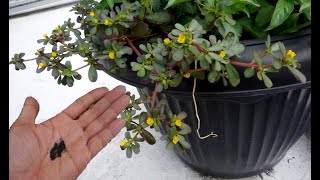 How to Harvesting Purslane Seeds in Pots - Grow Edible Weeds At Home