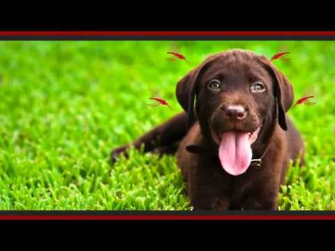 Canine heartworm educational video