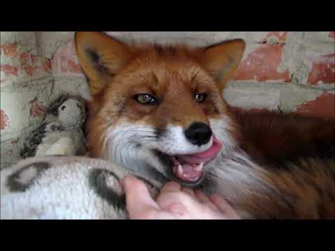 Звуки лисы | Домашняя лиса ругается на игрушки