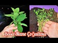 Nane Nasıl Yetiştirilir Basit Nane Köklendirme