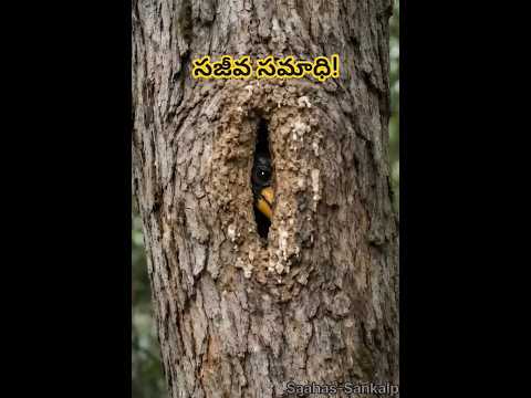 తన బిడ్డల కోసం సజీవ సమాధి తీసుకున్న తల్లిని ఎప్పుడైనా చూశారా? 🐦🔥