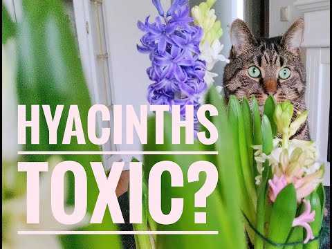 Are Hyacinths Toxic To Cats? Symptoms of Poisoning