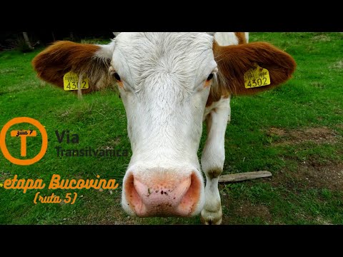 The attack of the cows on Via Transilvanica [Ep.5: P.Mestecăniș - Vatra Dornei]