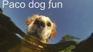preview picture of video 'Paco dog fun'