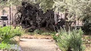 Video: Tour of Garden of Gethsemane on Mount of Olives, Jerusalem where Jesus was Crucified | Robert Breaker