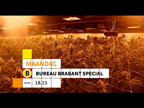Bureau Brabant Special - Ondermijning