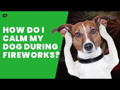 Ways On How To Calm Your Dog During New Year's Fireworks.