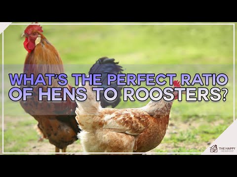, title : 'What’s the Perfect Ratio of Hens to Roosters'