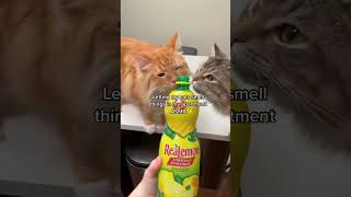 The cat doesn’t like this smell  😾🙀#cat #kitte #cute #funnyvideos #fyp #funnycat