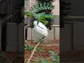 Young bird that visited our homes #nest#birds#birdsong#wildlife#nestwatch#birdsoftheworld#birdworld