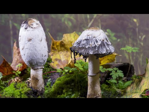 Fly Agaric & Shaggy Inkcap fungi time-lapse - UHD 4K