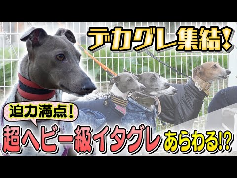 スパニッシュ・グレーハウンド