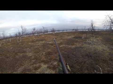 Pauken ensimmäinen riekko Maijan seisontaan