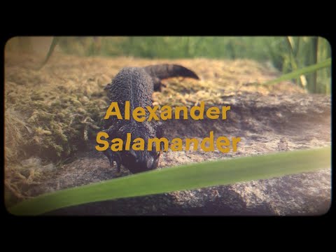 Alexander Salamander 🐿🦦