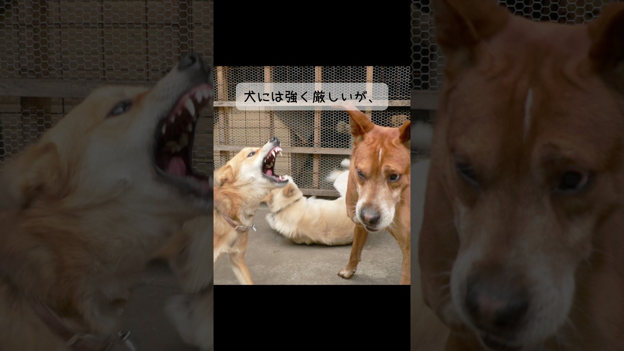 ペットでも家族でもない…私の魂