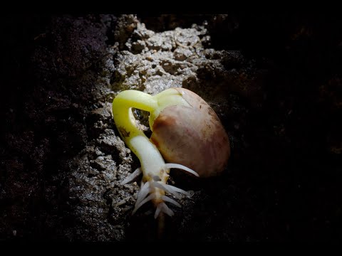 Underground Beans epigeal and hypogeal germination time lapse. Filmed over 24 days. 4K