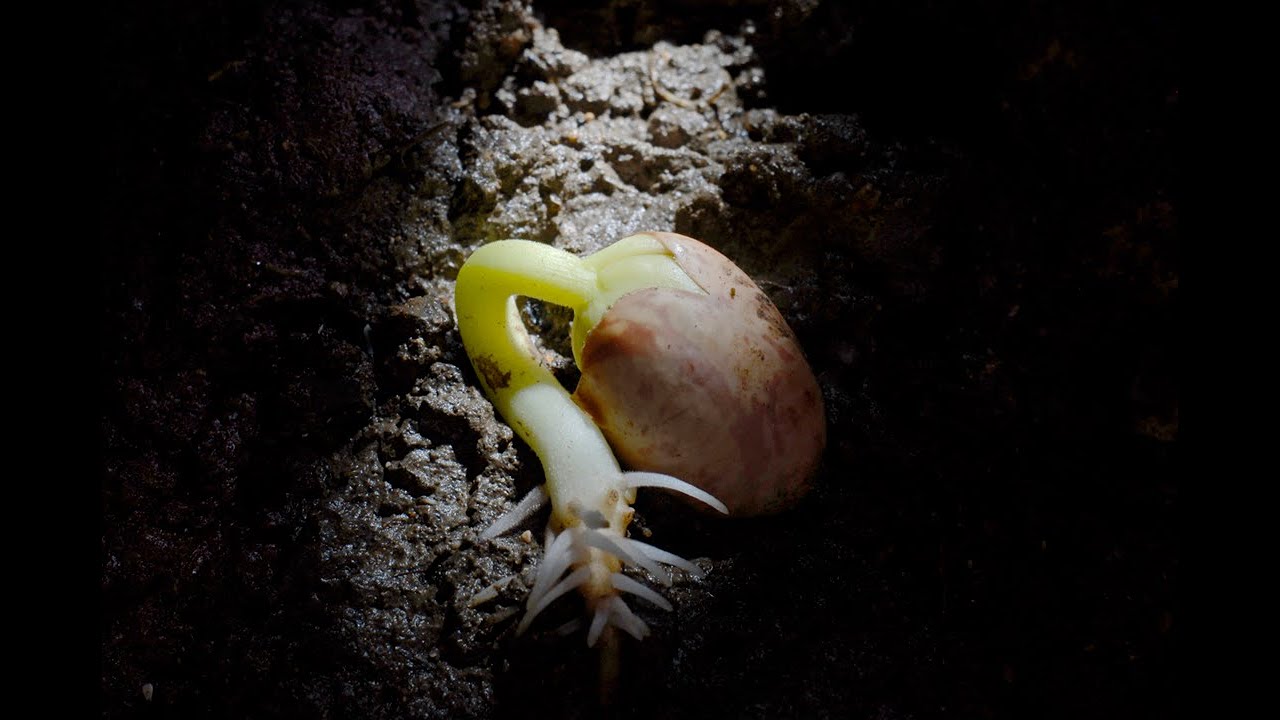 Youtube Video Thumbnail