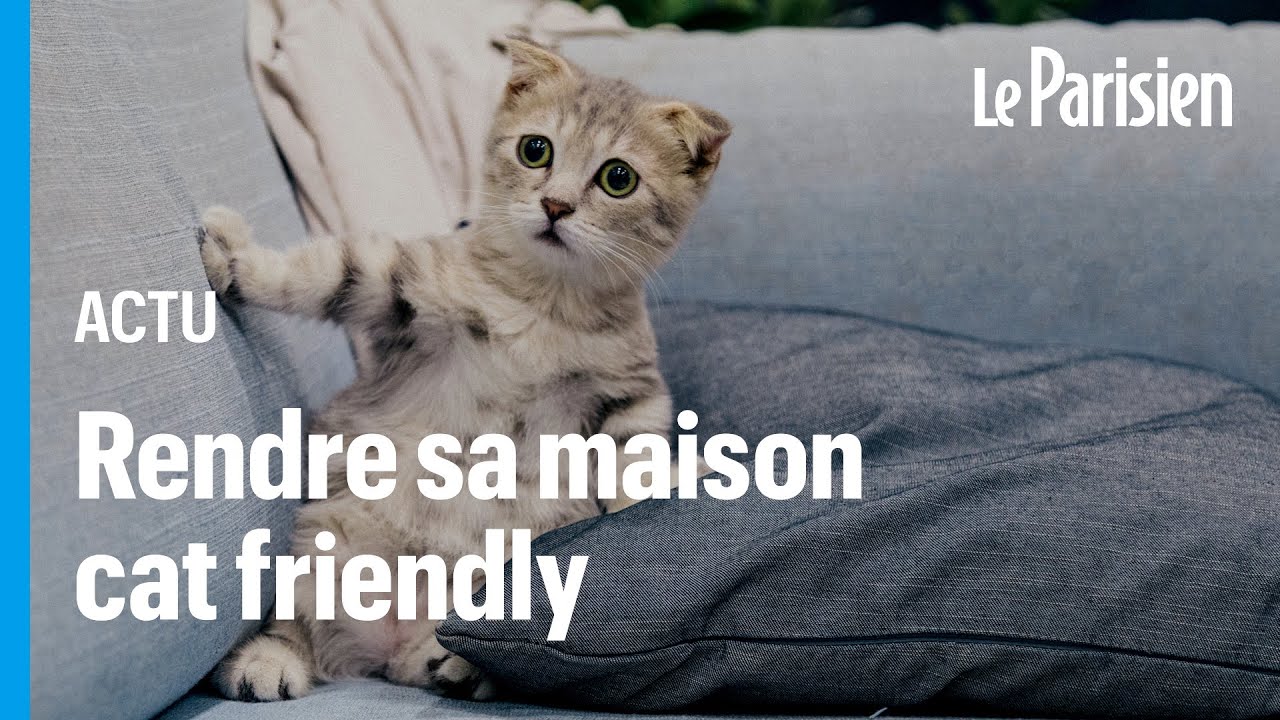 Comment rendre votre logement « cat-friendly » ? (pour que votre chat arrête de massacrer le canapé)