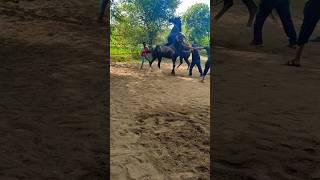 Download lagu Watch Full video at my channel|Horse breeding|Stallion Devroop|dev stud farm|#horsebreedingstable mp3