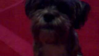 Mr Milton the motor boy