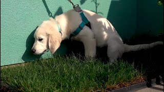 How to Potty Train your Puppy to "Go Potty" on the portable dog lawn (station)