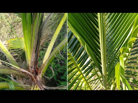 The difference between protecting coconut with salt and not protecting coconut at all - Coconut Crop