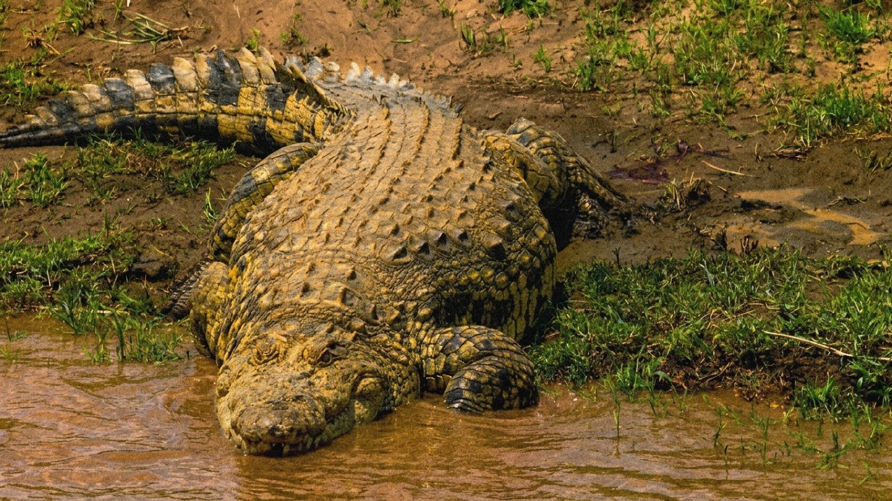 SAVANNAH UNPLUGGED by Laurent Frapat