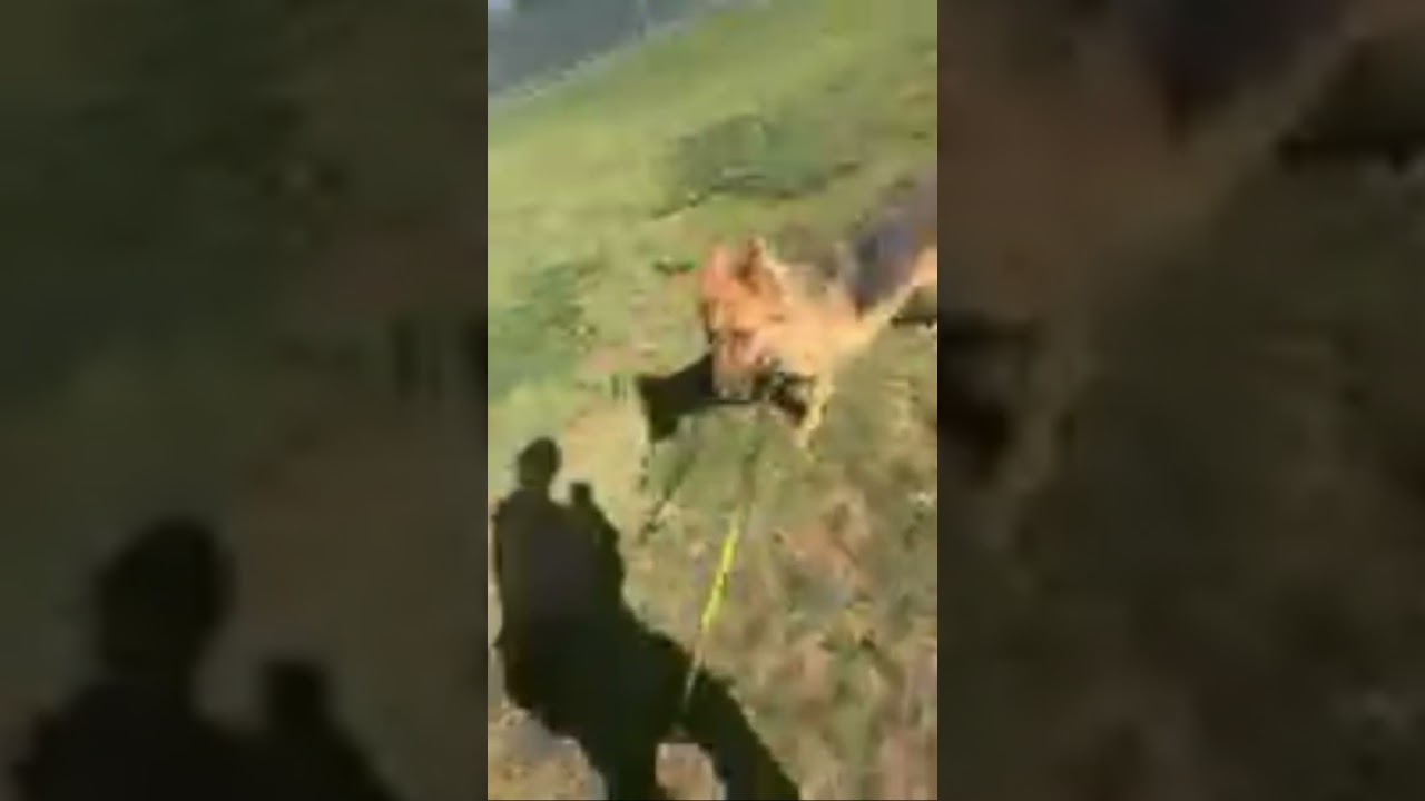 Freddy, a Adoptable German Shepherd Dog in Lakewood, CO video 5/6