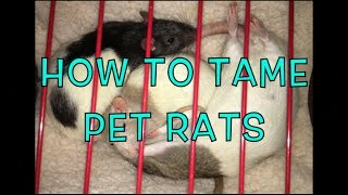 How To Tame Fancy (Pet) Rats