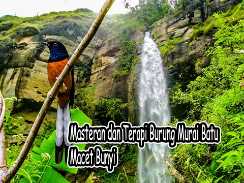 download lagu mp3 mp4 Masteran Dan Terapi Burung Murai Batu Macet Bunyi, download lagu Masteran Dan Terapi Burung Murai Batu Macet Bunyi gratis, unduh video klip Masteran Dan Terapi Burung Murai Batu Macet Bunyi