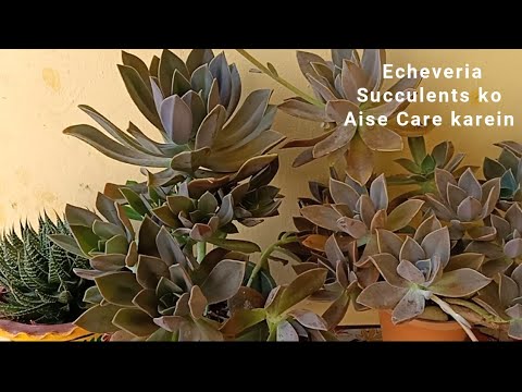 Succulents-Echeveria Succulent || Complete Care of Echeveria Succulent || Fahmida's Gardening 🌵🌼