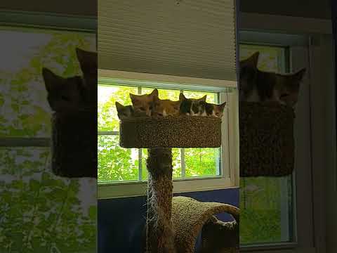 how many kittens can fit into a cat tower?