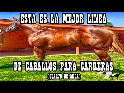 , title : 'Líneas Ligeras Cuarto de Milla (Corona Cartel)🐴-Del Cerro Soy'