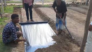 মালচিং পেপার স্থাপন কৌশল