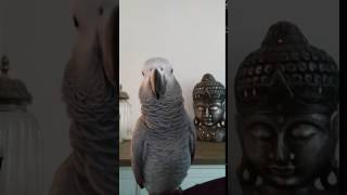 animale papagalul comic