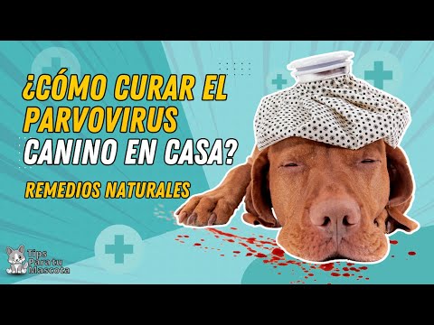 REMEDIOS CASEROS PARA EL PARVOVIRUS CANINO