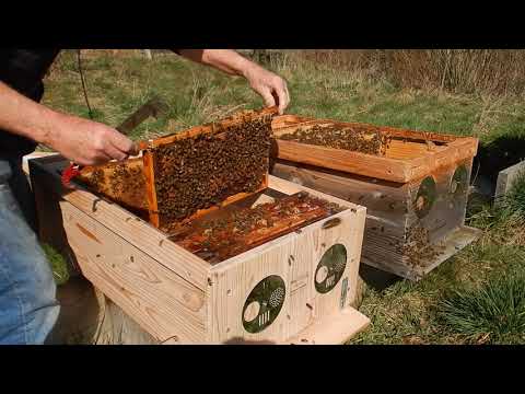 Honingbakken plaatsen en een nieuwe Topkast 3.0 in gebruik nemen